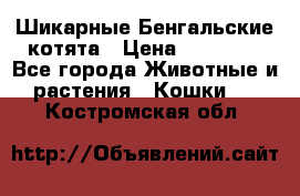 Шикарные Бенгальские котята › Цена ­ 25 000 - Все города Животные и растения » Кошки   . Костромская обл.